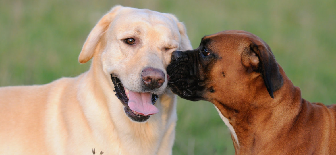 Two best dog friends, a Boxer and Yellow Lab sharing companionship!